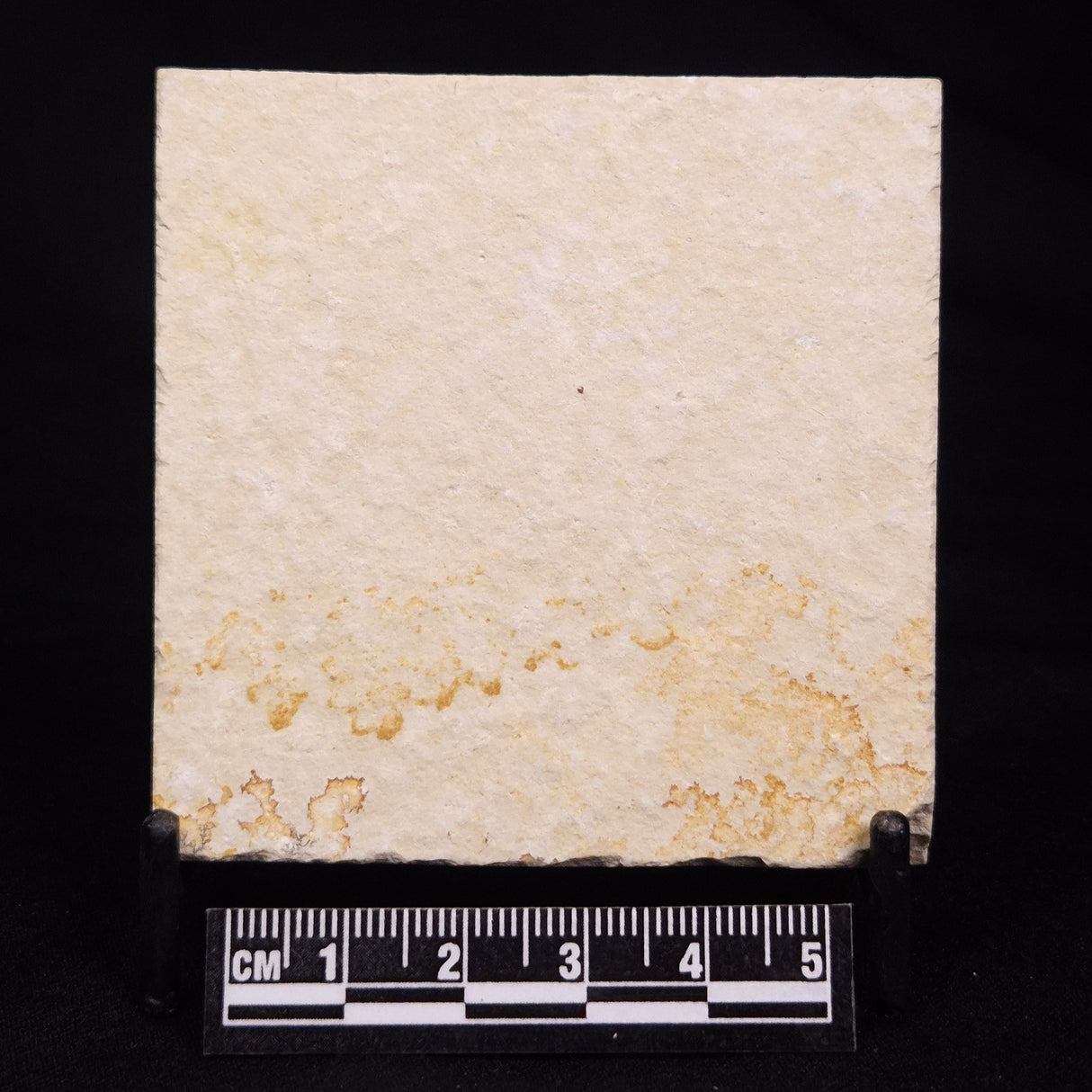 FLOATING CRINOID FOSSIL SACCOCOMA PECTINATA, Jurassic, Germany XFC062