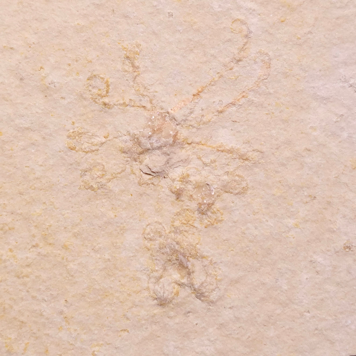 FLOATING CRINOID FOSSIL SACCOCOMA PECTINATA, Jurassic, Germany XFC063