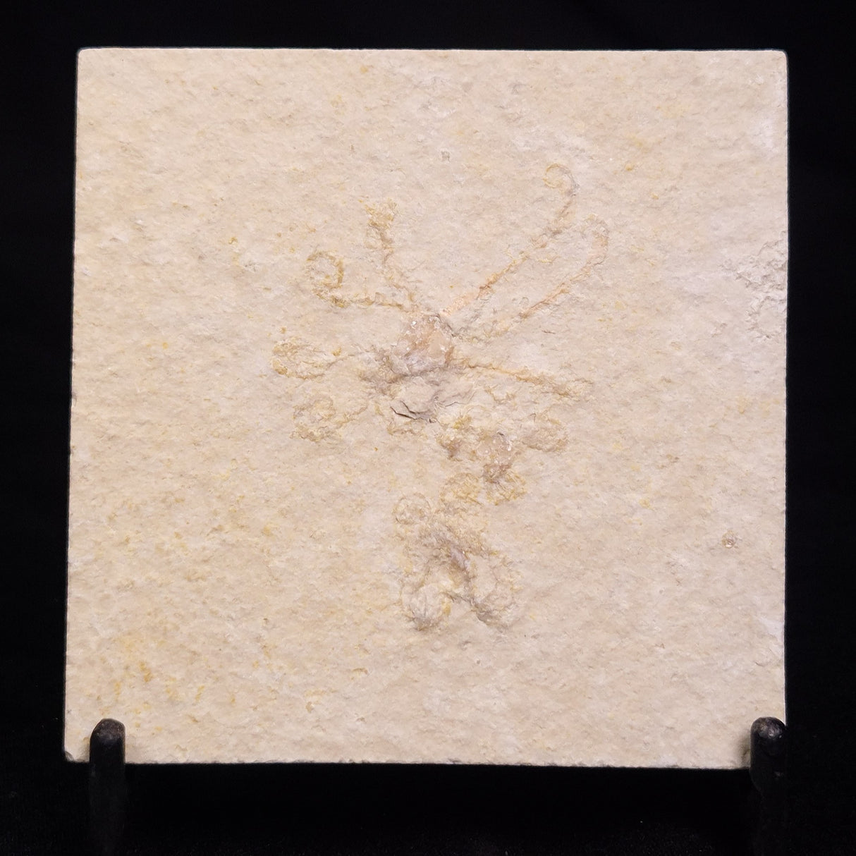 FLOATING CRINOID FOSSIL SACCOCOMA PECTINATA, Jurassic, Germany XFC063