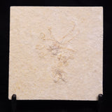 FLOATING CRINOID FOSSIL SACCOCOMA PECTINATA, Jurassic, Germany XFC063