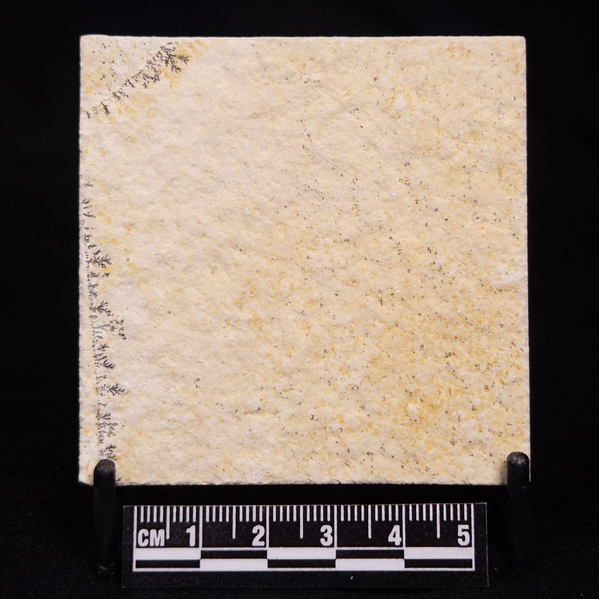 FLOATING CRINOID FOSSIL SACCOCOMA PECTINATA, Jurassic, Germany XFC063