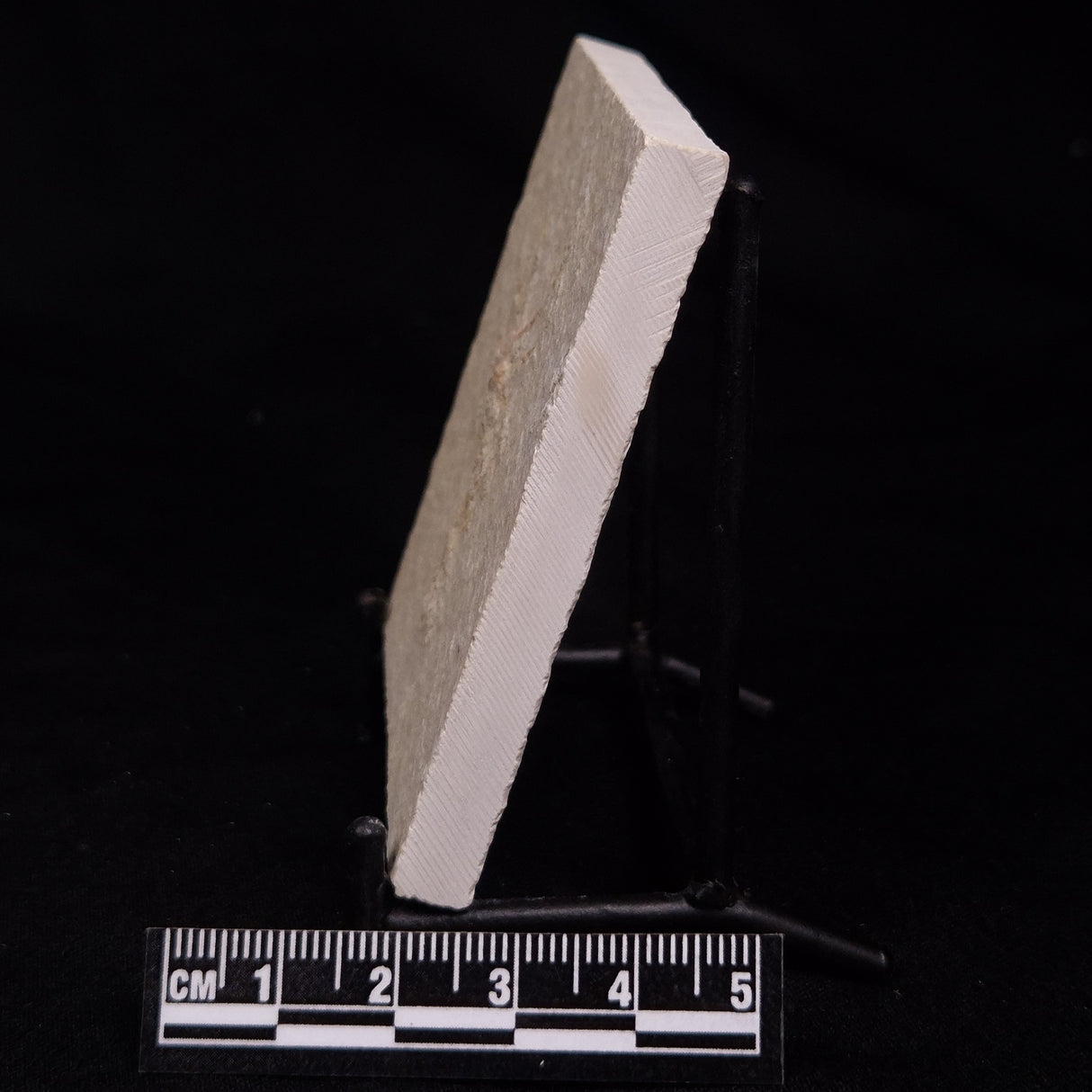 FLOATING CRINOID FOSSIL SACCOCOMA PECTINATA, Jurassic, Germany XFC063