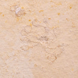 FLOATING CRINOID FOSSIL SACCOCOMA PECTINATA, Jurassic, Germany XFC064