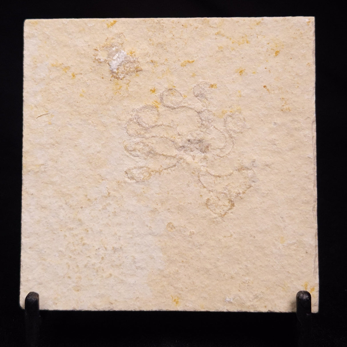 FLOATING CRINOID FOSSIL SACCOCOMA PECTINATA, Jurassic, Germany XFC064