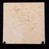 FLOATING CRINOID FOSSIL SACCOCOMA PECTINATA, Jurassic, Germany XFC064