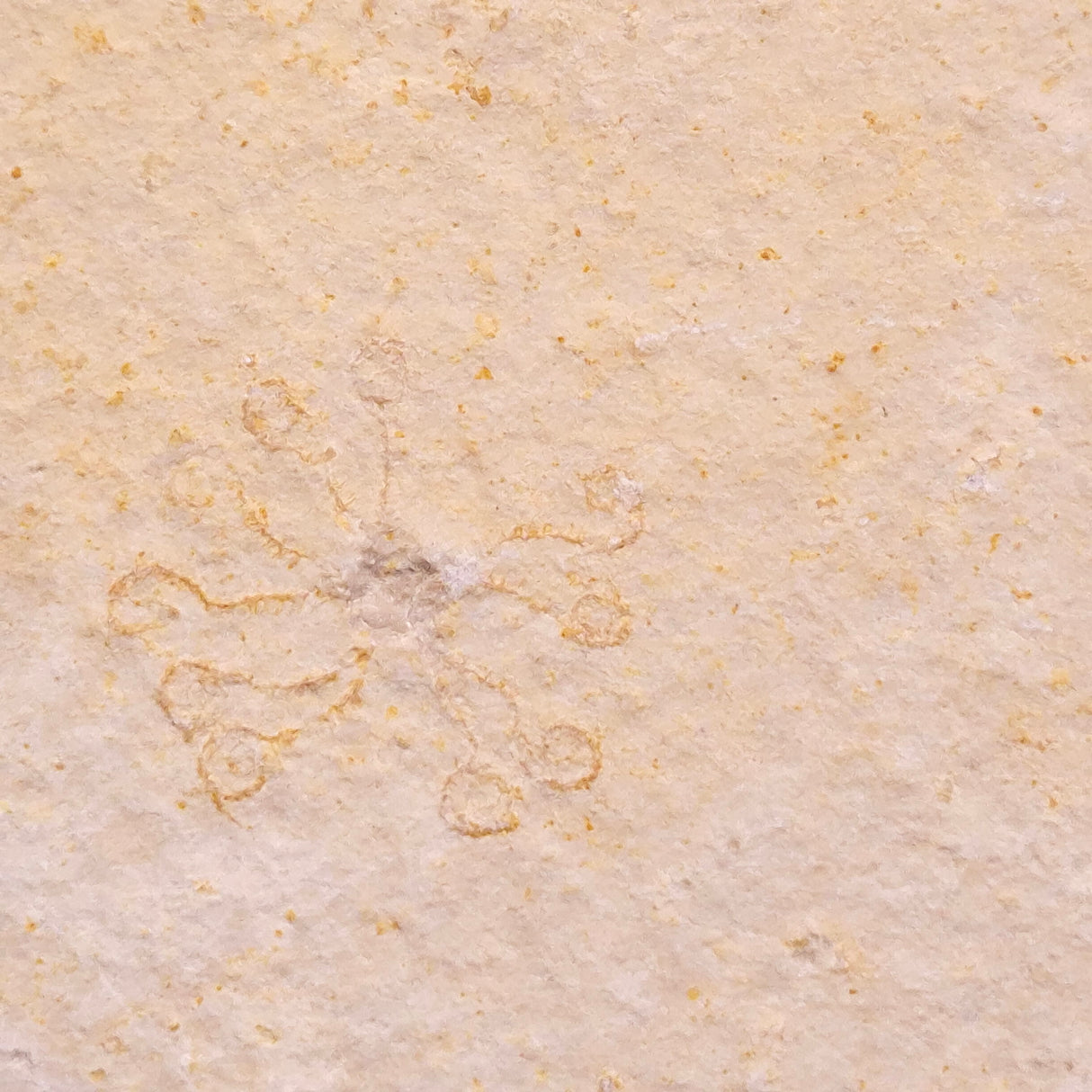 FLOATING CRINOID FOSSIL SACCOCOMA PECTINATA, Jurassic, Germany XFC065