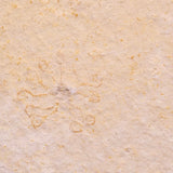 FLOATING CRINOID FOSSIL SACCOCOMA PECTINATA, Jurassic, Germany XFC065