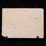 FLOATING CRINOID FOSSIL SACCOCOMA PECTINATA, Jurassic, Germany XFC065