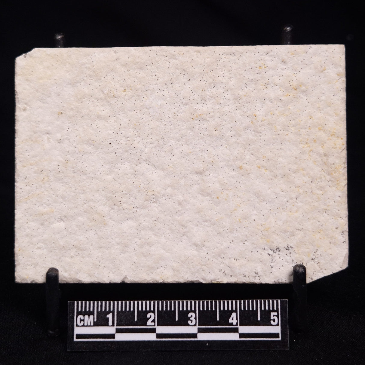 FLOATING CRINOID FOSSIL SACCOCOMA PECTINATA, Jurassic, Germany XFC065