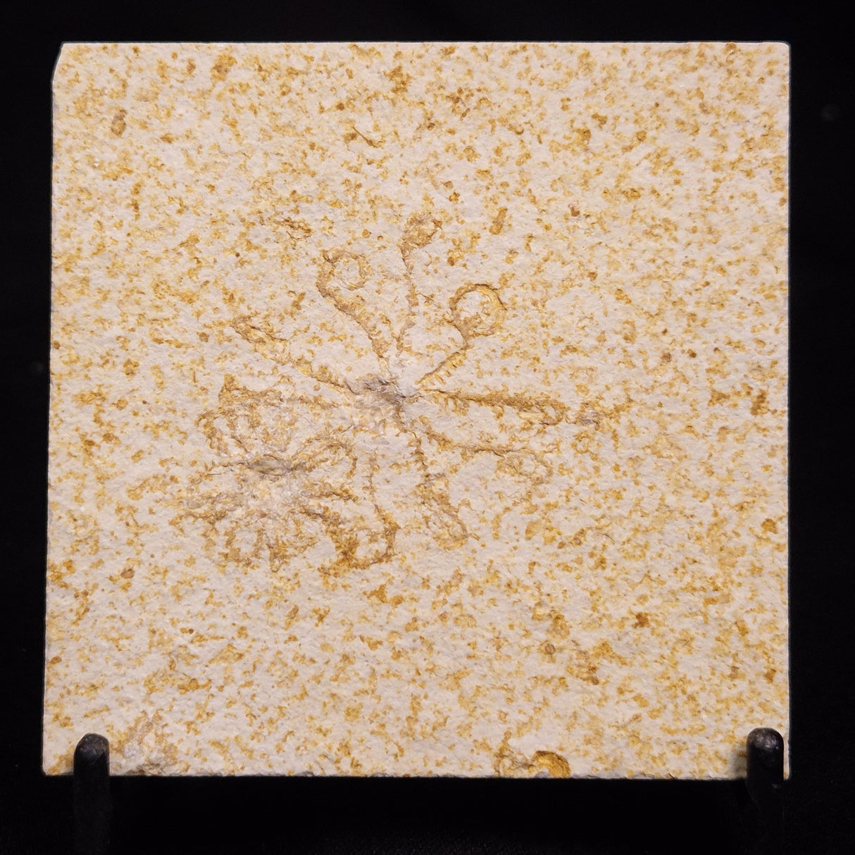 FLOATING CRINOID FOSSIL SACCOCOMA PECTINATA, Jurassic, Germany XFC066