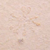 FLOATING CRINOID FOSSIL SACCOCOMA PECTINATA, Jurassic, Germany XFC067