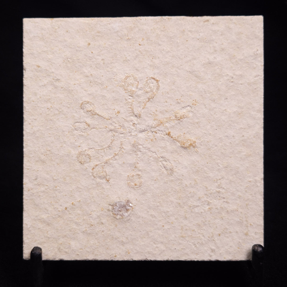 FLOATING CRINOID FOSSIL SACCOCOMA PECTINATA, Jurassic, Germany XFC067