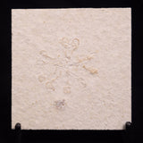 FLOATING CRINOID FOSSIL SACCOCOMA PECTINATA, Jurassic, Germany XFC067