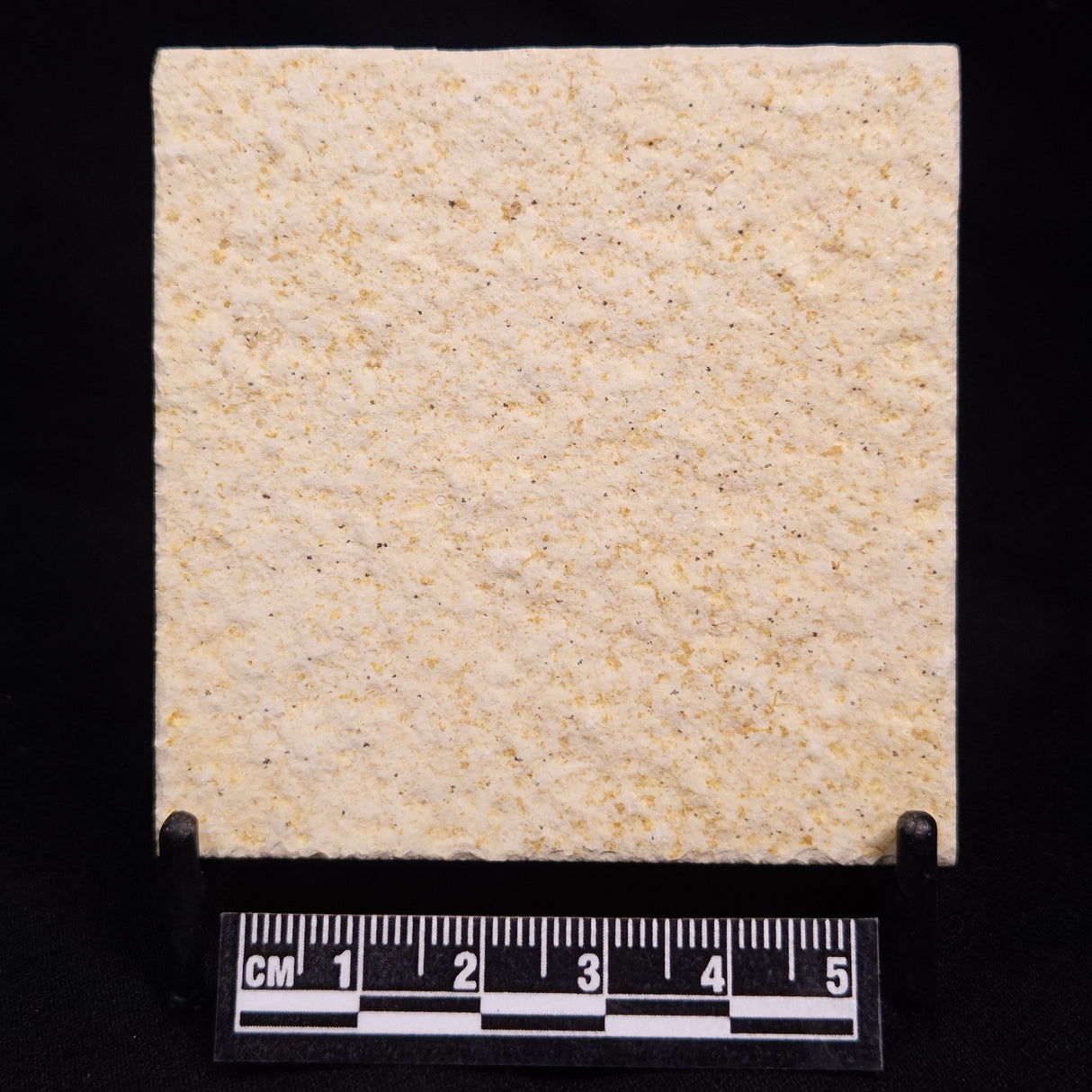 FLOATING CRINOID FOSSIL SACCOCOMA PECTINATA, Jurassic, Germany XFC067