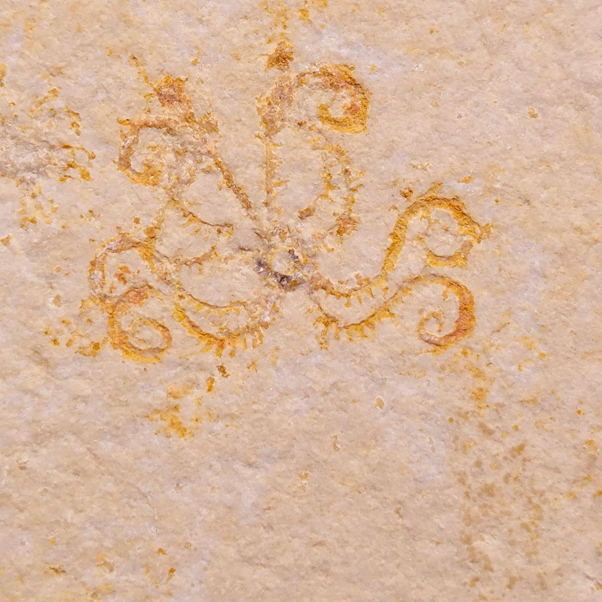 FLOATING CRINOID FOSSIL SACCOCOMA PECTINATA, Jurassic, Germany XFC068