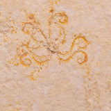FLOATING CRINOID FOSSIL SACCOCOMA PECTINATA, Jurassic, Germany XFC068