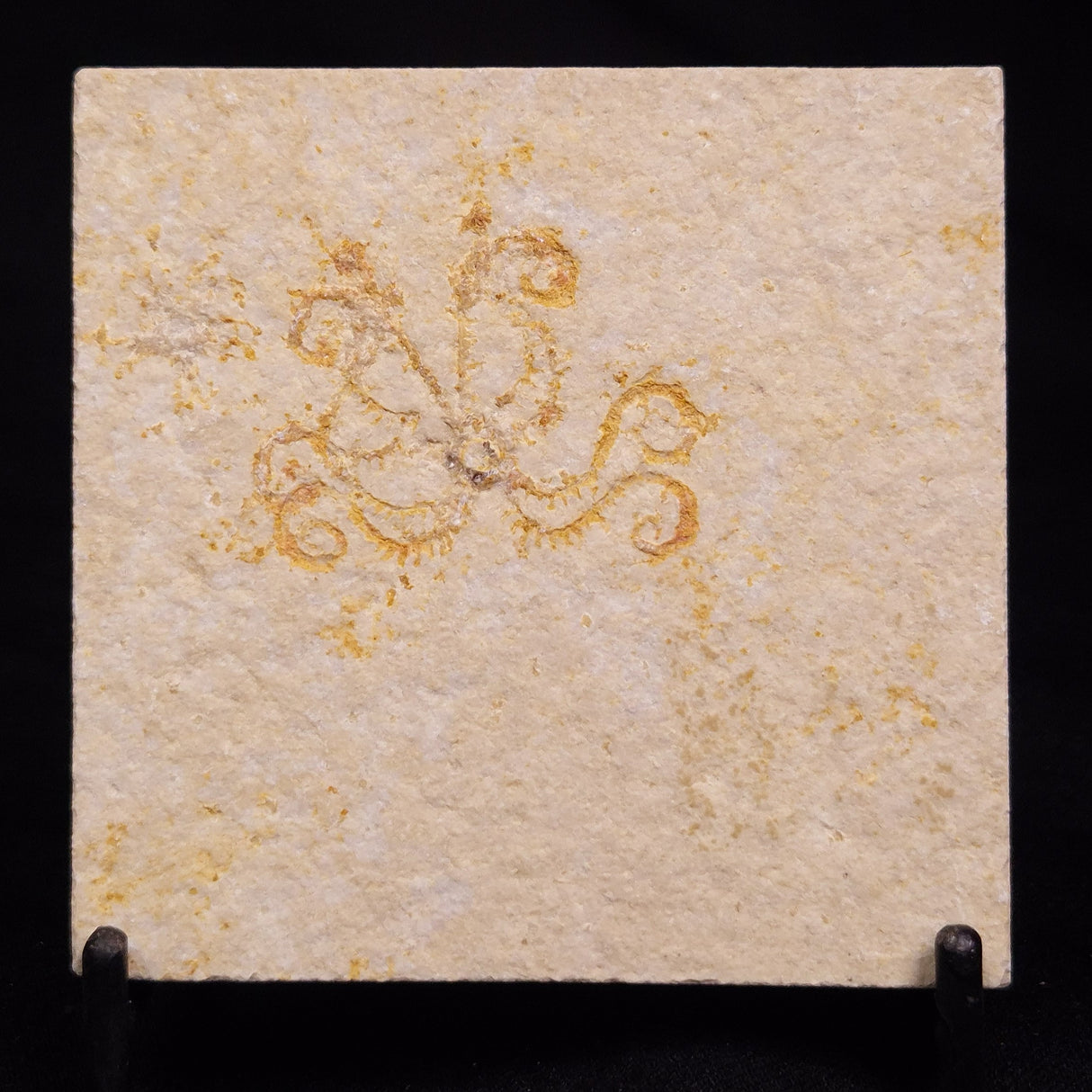 FLOATING CRINOID FOSSIL SACCOCOMA PECTINATA, Jurassic, Germany XFC068