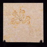 FLOATING CRINOID FOSSIL SACCOCOMA PECTINATA, Jurassic, Germany XFC068