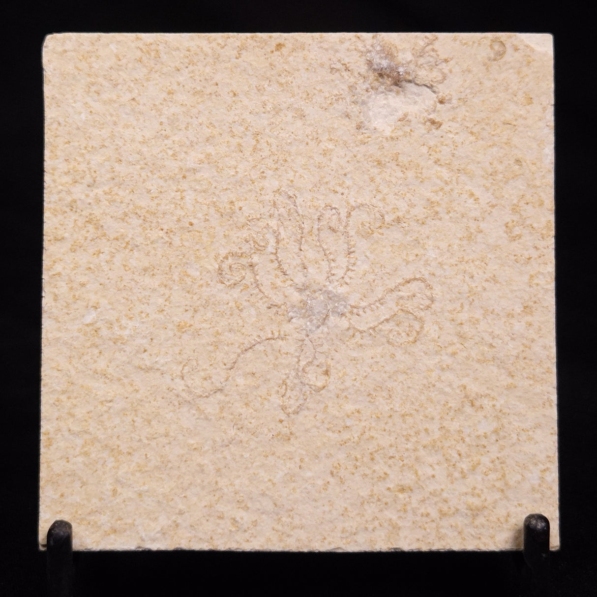 FLOATING CRINOID FOSSIL SACCOCOMA PECTINATA, Jurassic, Germany XFC069