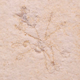 FLOATING CRINOID FOSSIL SACCOCOMA PECTINATA, Jurassic, Germany XFC070