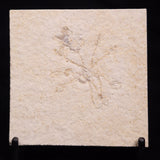 FLOATING CRINOID FOSSIL SACCOCOMA PECTINATA, Jurassic, Germany XFC070