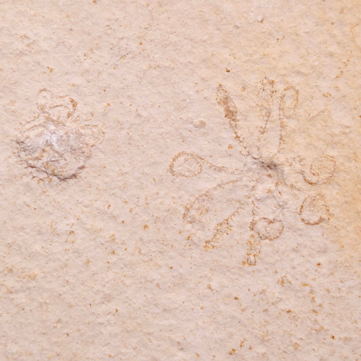 FLOATING CRINOID FOSSIL SACCOCOMA PECTINATA, Jurassic, Germany XFC071