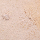 FLOATING CRINOID FOSSIL SACCOCOMA PECTINATA, Jurassic, Germany XFC071