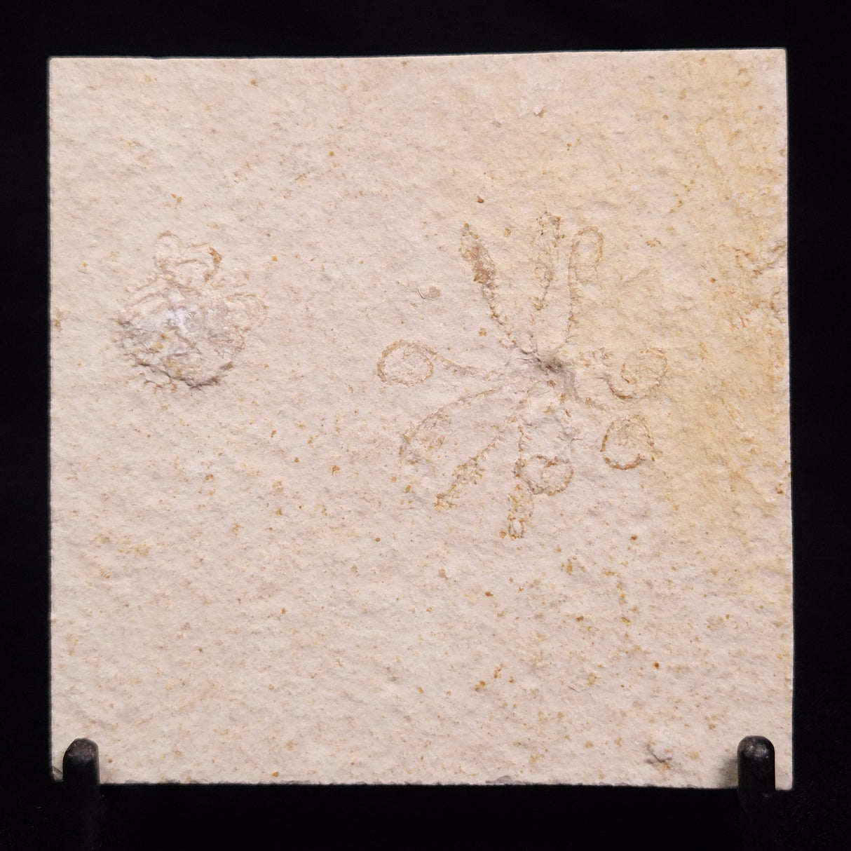 FLOATING CRINOID FOSSIL SACCOCOMA PECTINATA, Jurassic, Germany XFC071