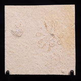 FLOATING CRINOID FOSSIL SACCOCOMA PECTINATA, Jurassic, Germany XFC071
