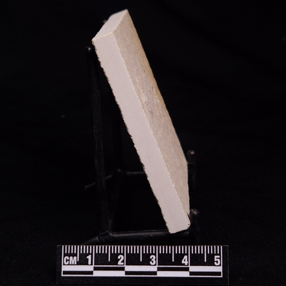FLOATING CRINOID FOSSIL SACCOCOMA PECTINATA, Jurassic, Germany XFC071