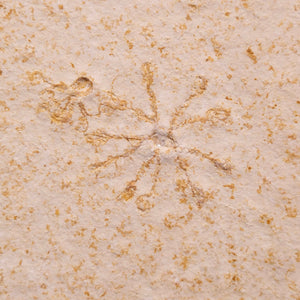 View All Marine Fossils