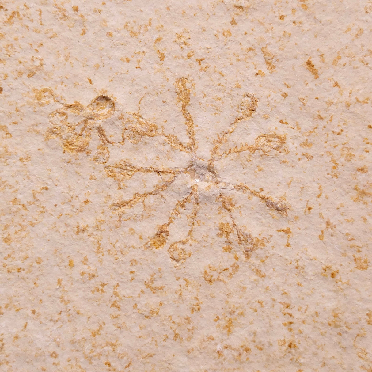 FLOATING CRINOID FOSSIL SACCOCOMA PECTINATA, Jurassic, Germany XFC072