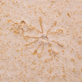 FLOATING CRINOID FOSSIL SACCOCOMA PECTINATA, Jurassic, Germany XFC072