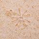 View All Fossils
