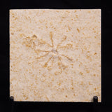FLOATING CRINOID FOSSIL SACCOCOMA PECTINATA, Jurassic, Germany XFC072
