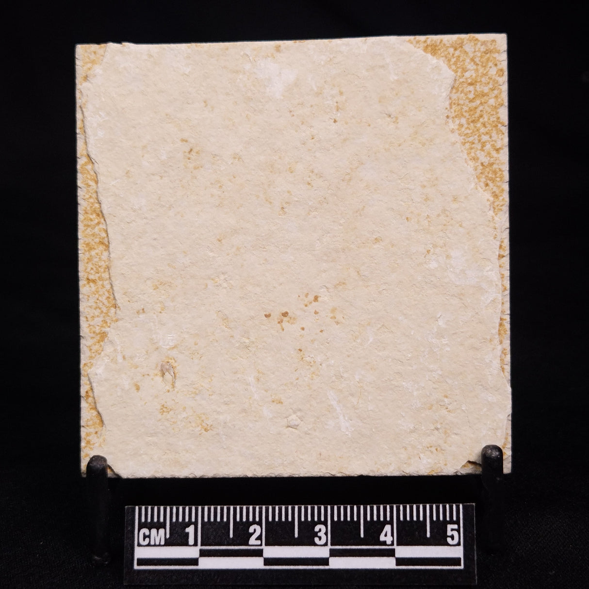 FLOATING CRINOID FOSSIL SACCOCOMA PECTINATA, Jurassic, Germany XFC072