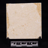 FLOATING CRINOID FOSSIL SACCOCOMA PECTINATA, Jurassic, Germany XFC072