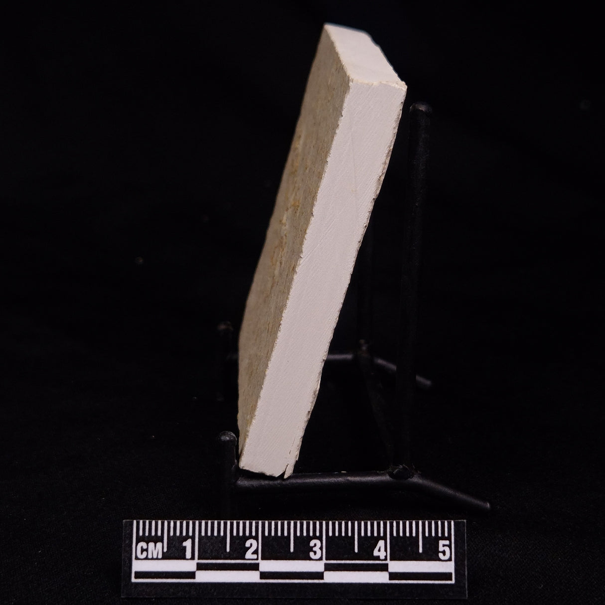 FLOATING CRINOID FOSSIL SACCOCOMA PECTINATA, Jurassic, Germany XFC072