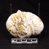 THUNDER EGG, Australia ZTE006