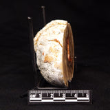 THUNDER EGG, Australia ZTE006