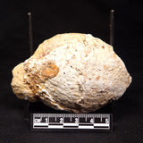 THUNDER EGG, Australia ZTE007