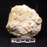 THUNDER EGG, Australia ZTE008