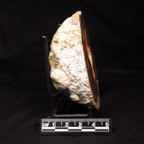 THUNDER EGG, Australia ZTE008