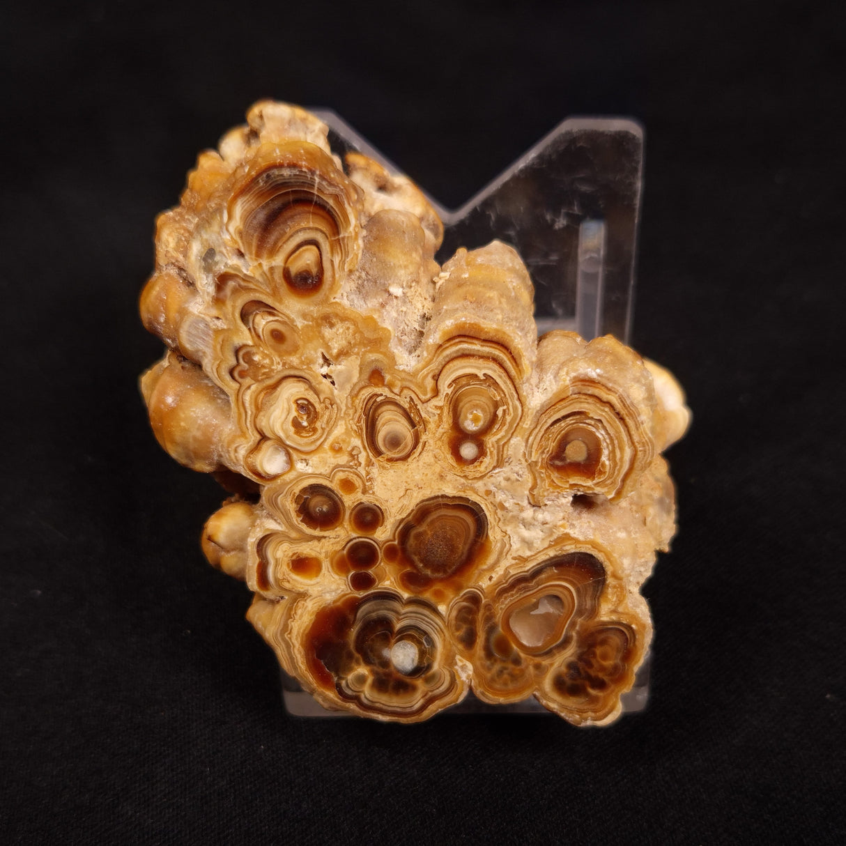 CAVE MICROBIALITE, Holocene, Morocco ZCS002