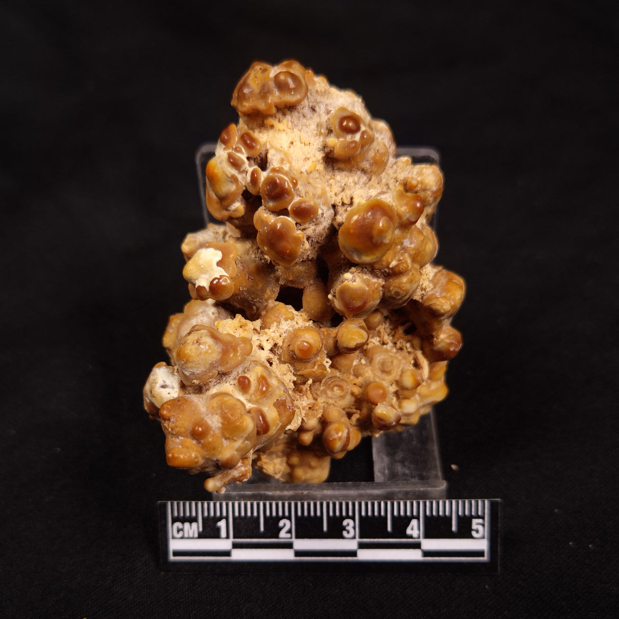 CAVE MICROBIALITE, Holocene, Morocco ZCS002