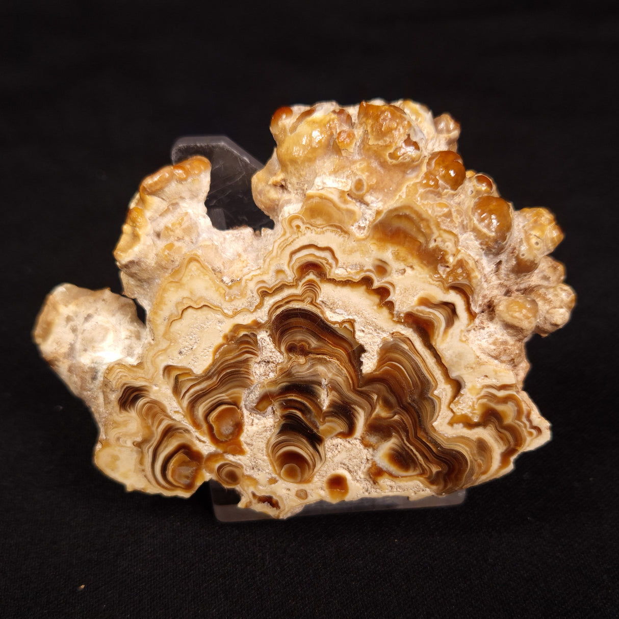 CAVE MICROBIALITE, Holocene, Morocco ZCS003