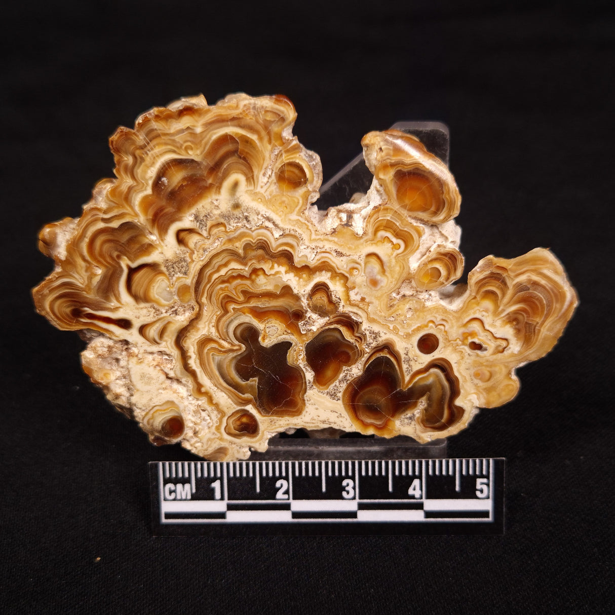 CAVE MICROBIALITE, Holocene, Morocco ZCS003