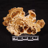 CAVE MICROBIALITE, Holocene, Morocco ZCS003