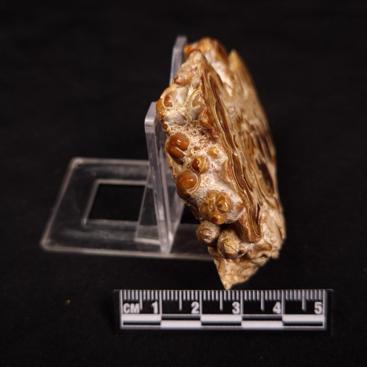 CAVE MICROBIALITE, Holocene, Morocco ZCS003