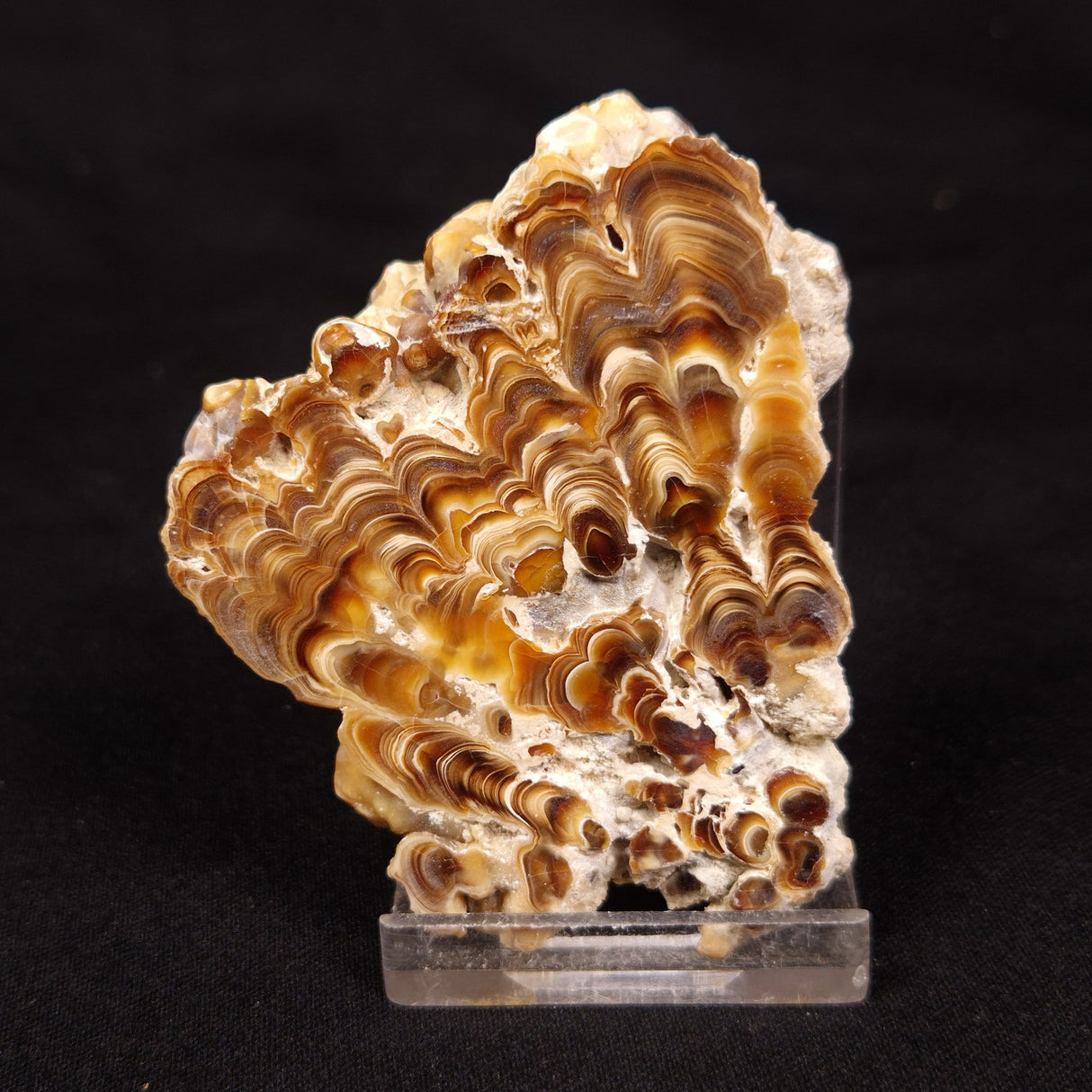 CAVE MICROBIALITE, Holocene, Morocco ZCS006